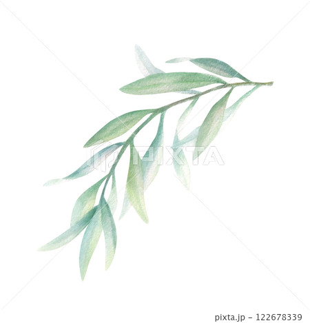 Olive branch with green leaves without fruit in realistic style. Hand drawn botanical watercolor isolated illustration. Floral drawing for mediterranean cuisine, oil bottle label, wedding invitations. 122678339