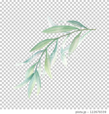 Olive branch with green leaves without fruit in realistic style. Hand drawn botanical watercolor isolated illustration. Floral drawing for mediterranean cuisine, oil bottle label, wedding invitations. 122678339