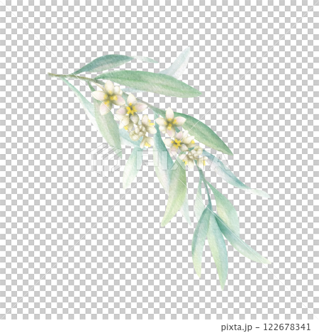 Olive branch with green leaves with flowers in realistic style. Hand drawn botanical watercolor isolated illustration. Floral greenery drawing for greeting card, scrapbook and wedding invitations. Olive branch with green leaves with flowers in realistic style. Hand drawn botanical watercolor isolated illustration. Floral greenery drawing for greeting card, scrapbook and wedding invitations. 122678341