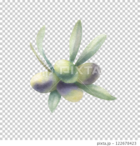 Olive branch with leaves and fruits in realistic style. Hand drawn botanical watercolor isolated illustration with green and black olives. Drawing for food oil production, label design or invitations. 122678423