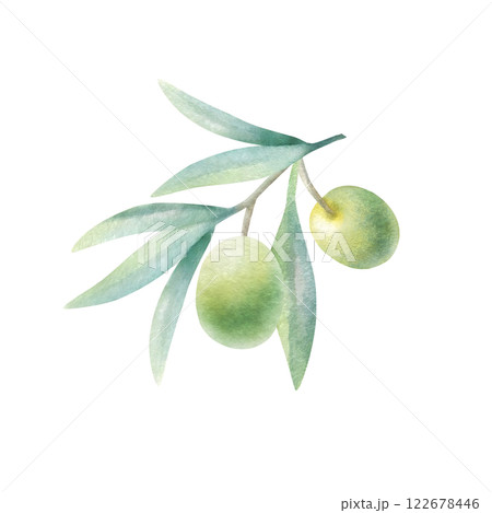 Olive branch with leaves and fruits in realistic style. Hand drawn botanical watercolor isolated illustration with green olives for food production, bottle label, cosmetic design, wedding invitation. 122678446