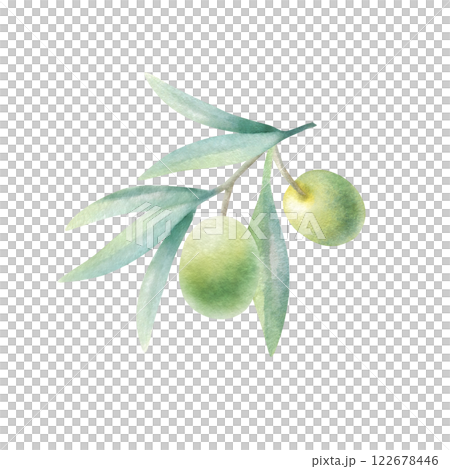 Olive branch with leaves and fruits in realistic style. Hand drawn botanical watercolor isolated illustration with green olives for food production, bottle label, cosmetic design, wedding invitation. 122678446