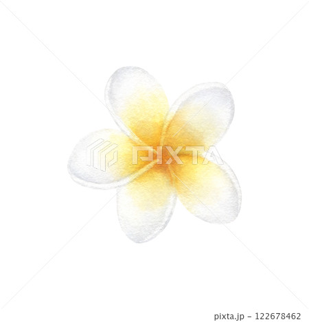 Plumeria flower in pastel yellow and white color. Hand drawn watercolor illustration of delicate frangipani isolated from background. Drawing of tropic plant for relax, meditation, spa or zen design. 122678462