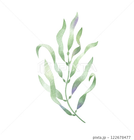 Seaweed, algae watercolor isolated illustration in cartoon style. Sketch of marine flora. Hand drawn sea underwater plant in green and lilac colors for kids marine design and nautical print. 122678477