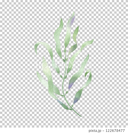 Seaweed, algae watercolor isolated illustration in cartoon style. Sketch of marine flora. Hand drawn sea underwater plant in green and lilac colors for kids marine design and nautical print. 122678477