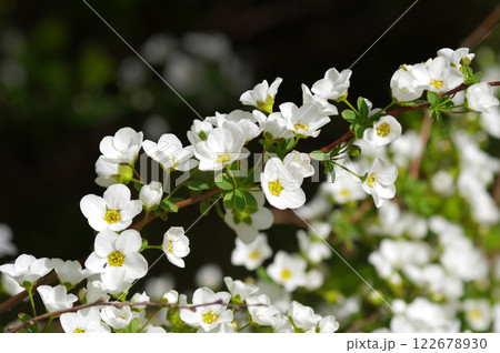 可愛い「ユキヤナギ」の花 可愛い「ユキヤナギ」の花 122678930