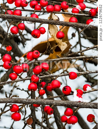 Rock cotoneaster red berries, Latin name Cotoneaster horizontalis in the snow. Vertical 122679682