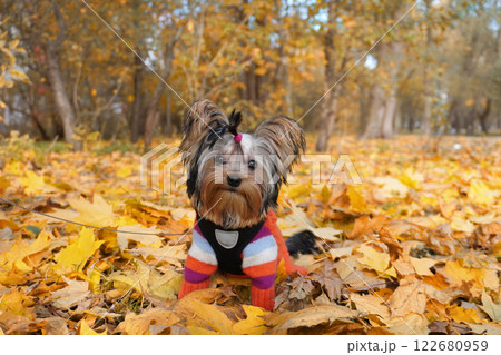 Cute yorkshire terrier in autumn leaves wearing colorful sweater Cute yorkshire terrier in autumn leaves wearing colorful sweater 122680959