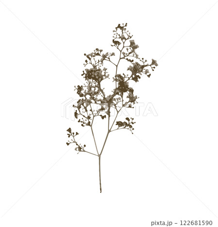 Rough edges brown dried floral sinlouette Rough edges brown dried floral sinlouette 122681590