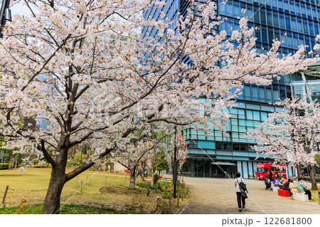 東京 千代田区 神田淡路町 ワテラスの桜 東京 千代田区 神田淡路町 ワテラスの桜 122681800