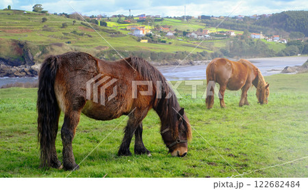 A brown horse is grazing in a field. The horse is eating grass and he is enjoying itself 122682484