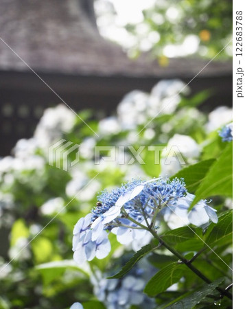青い紫陽花と茅葺屋根 122683788