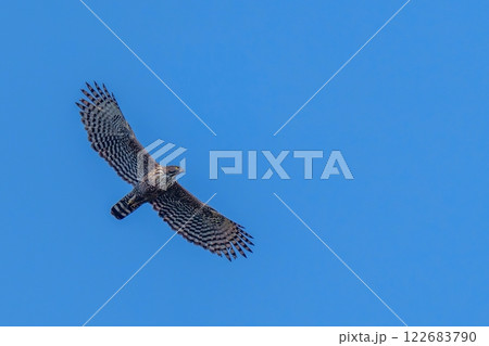 青空バックに悠然と飛ぶクマタカ成鳥 122683790