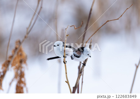 シマエナガ シマエナガ 122683849