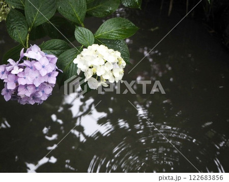 紫と白の紫陽花と波紋 紫と白の紫陽花と波紋 122683856