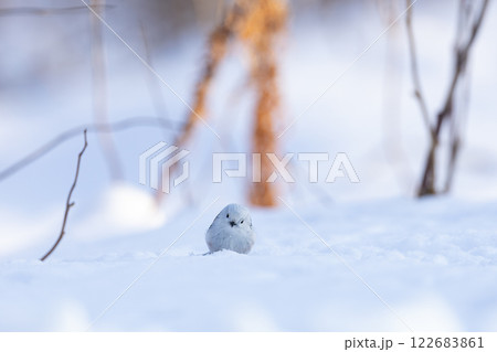 シマエナガ 122683861