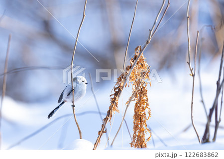 シマエナガ 122683862