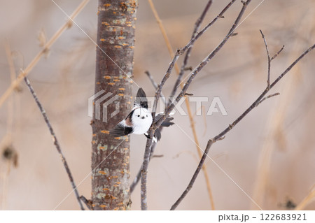 シマエナガ シマエナガ 122683921