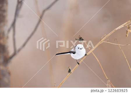 シマエナガ 122683925