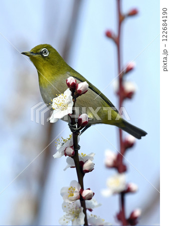 満開の白梅にメジロさん （春イメージ）（ 小春日和イメージ ） 122684190