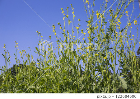 春の菜園のワサビ菜の花 122684600