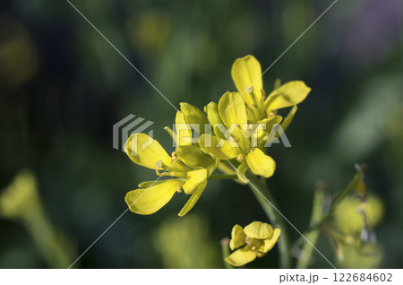 春の菜園のワサビ菜の花 122684602