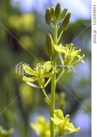 春の菜園のワサビ菜の花 春の菜園のワサビ菜の花 122684603
