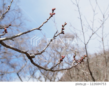 諏訪梅林の紅梅の蕾 122684753