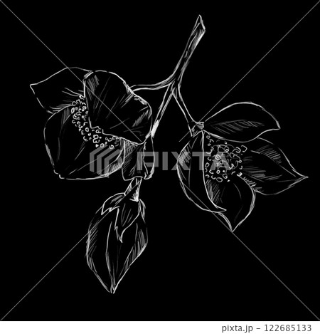 Hand Drawn Illustration Strawberry Flowers, Graphic Black and White Clipart for Menu Design, Interior, Exterior, Print and Textile Hand Drawn Illustration Strawberry Flowers, Graphic Black and White Clipart for Menu Design, Interior, Exterior, Print and Textile 122685133