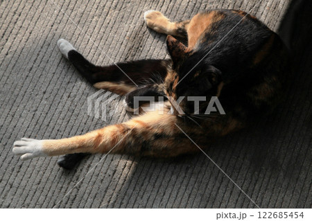写真撮るんでしょ、どう !? こんなポーズでいい !? オチャメなベッコウ猫ちゃん 122685454