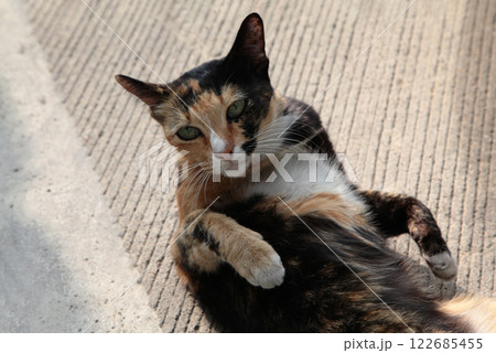 写真撮るんでしょ、どう !? こんなポーズでいい !? オチャメなベッコウ猫ちゃん 写真撮るんでしょ、どう !? こんなポーズでいい !? オチャメなベッコウ猫ちゃん 122685455