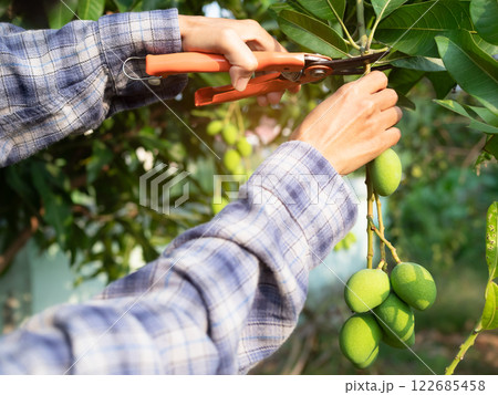 Mango Tree, Farmar Holding Mangos Green Growth Tree for Harvest Crop in Garden Organic Farming Countryside Garden Nature, Summer Tropical Fruits Asian Thailand, Products worker Agricultural Outdoor. Mango Tree, Farmar Holding Mangos Green Growth Tree for Harvest Crop in Garden Organic Farming Countryside Garden Nature, Summer Tropical Fruits Asian Thailand, Products worker Agricultural Outdoor. 122685458