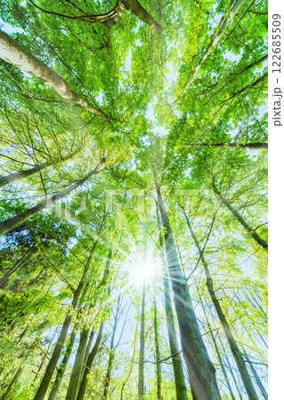 新緑の木と光 122685509
