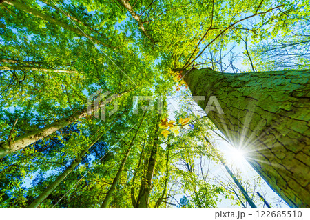 新緑の木と光 新緑の木と光 122685510