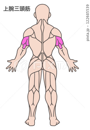 上腕三頭筋、人体の筋肉図 122685539