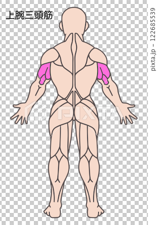 上腕三頭筋、人体の筋肉図 122685539