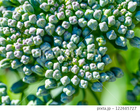 ブロッコリー花蕾のアップ 122685727