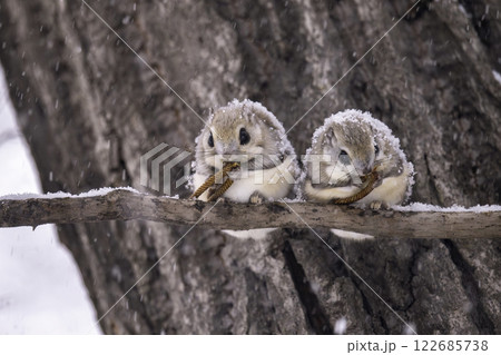 木の枝で食事をするゾモモンガの夫婦 木の枝で食事をするゾモモンガの夫婦 122685738