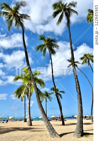 海に伸びるヤシの木 122685985