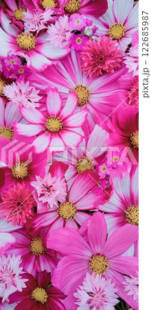 きれいなピンクの花たち コスモス きれいなピンクの花たち コスモス 122685987