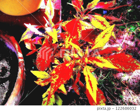 Sun Coleus plant Sun Coleus plant 122686032