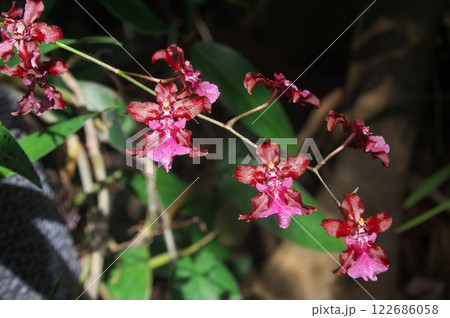 オンシジューム・シャリーベイビー オンシジューム・シャリーベイビー 122686058