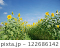 ひまわり 122686142