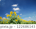ひまわり 122686143