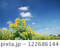ひまわり 122686144