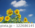 ひまわり 122686145