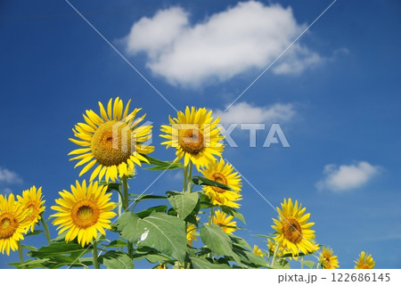 ひまわり 122686145
