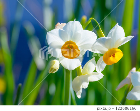 ニホンスイセンの花 122686166