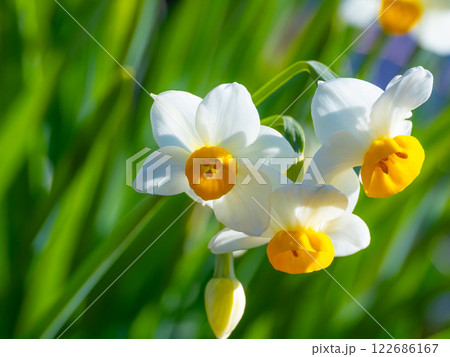ニホンスイセンの花 ニホンスイセンの花 122686167