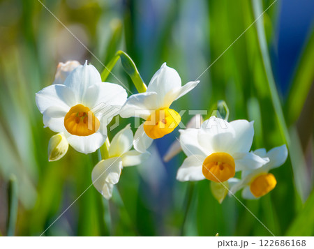 ニホンスイセンの花 122686168